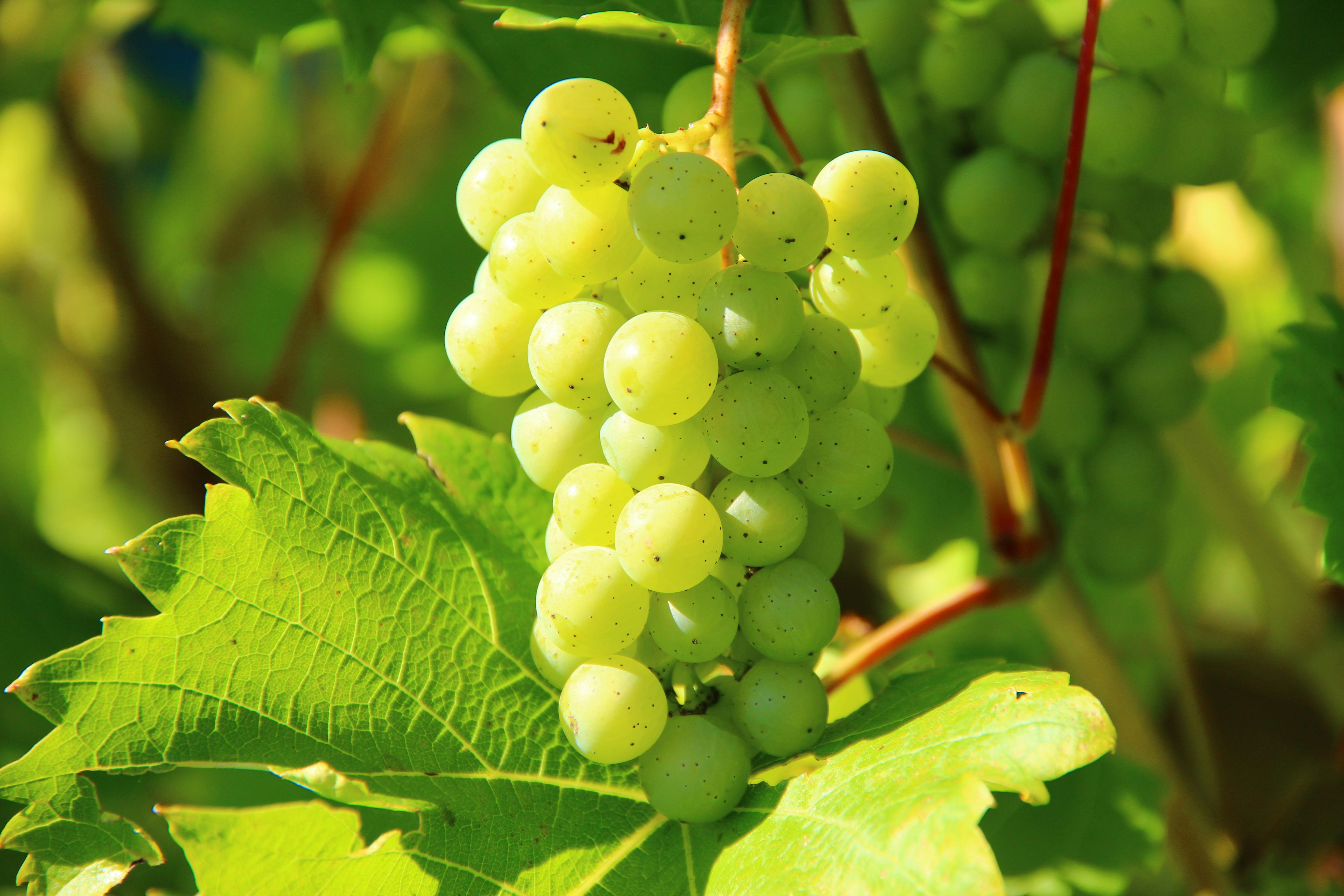 Саморобні добрива для винограду: чим полити рослини навесні для багатого врожаю