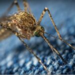 Дієвий засіб від комарів в домашніх умовах: знадобиться серветка й кілька інгредієнтів