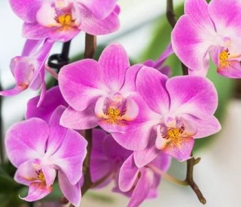 Орхідея не цвіте? Секрет її буйного цвітіння: найкращі підживлення.