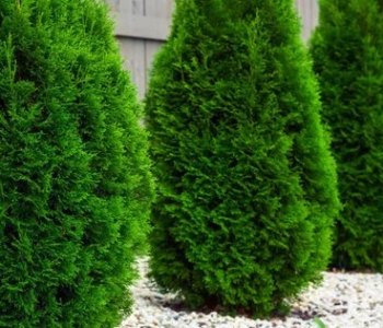Туї пожовкли? Секрет підживлення для насиченого кольору та густої крони!