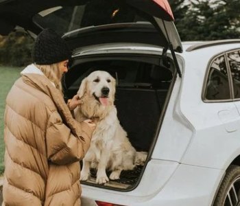 Подорож з пухнастим другом: Ваш must-have список для валізи! 🐾✈️