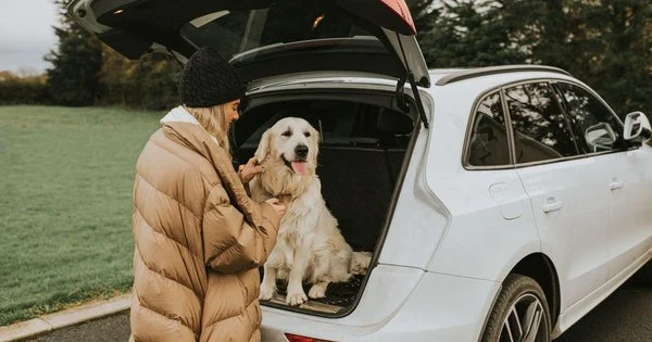 Подорож з пухнастим другом: Ваш must-have список для валізи! 🐾✈️
